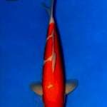 Kohaku Serty Oishi