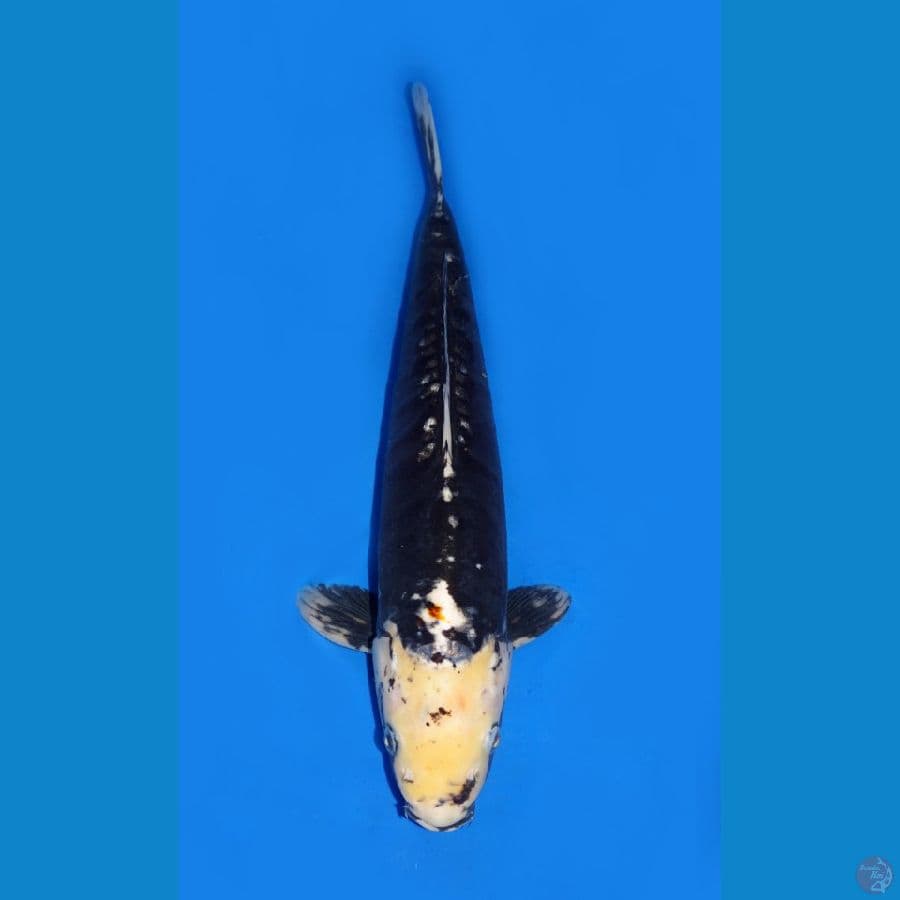 KUMONRYU 35CM MALE