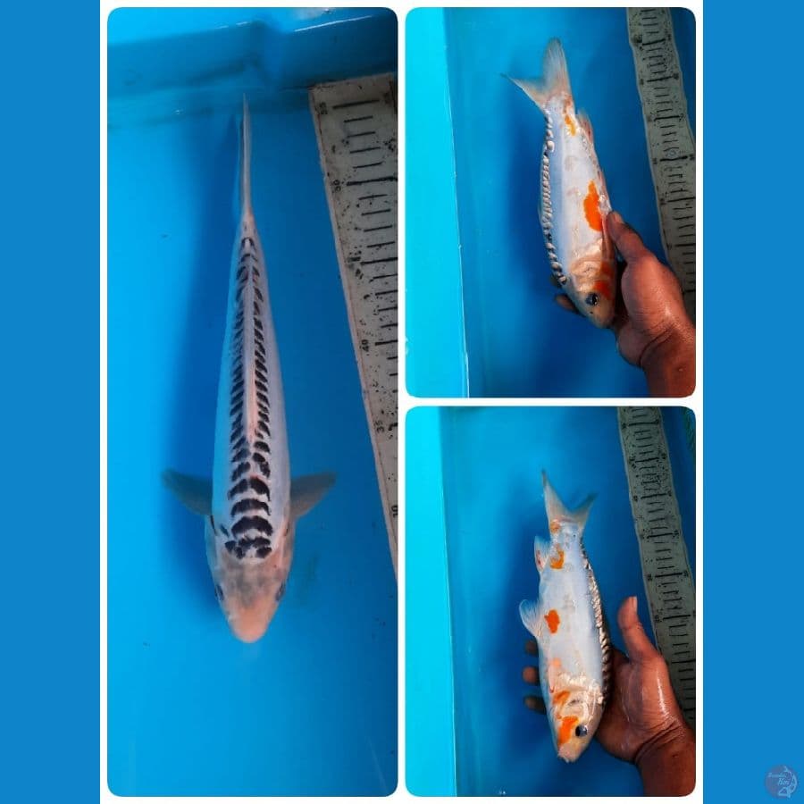 shusui 30cm