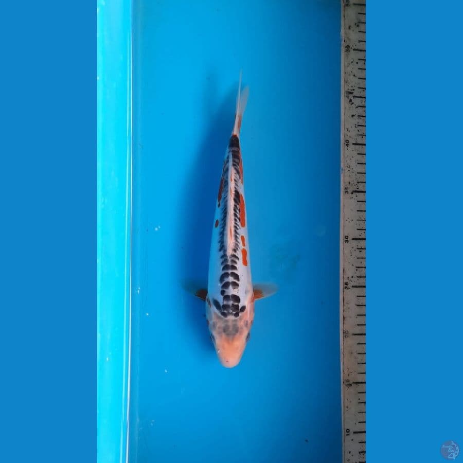 shusui 28cm