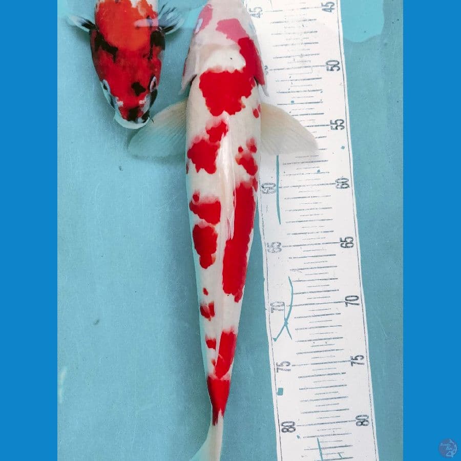 kohaku sakura f1 40cm male