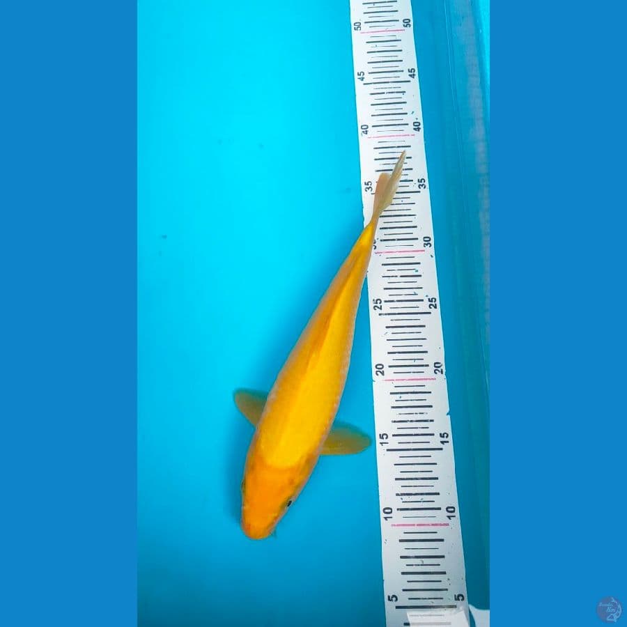 karasi f1 30cm