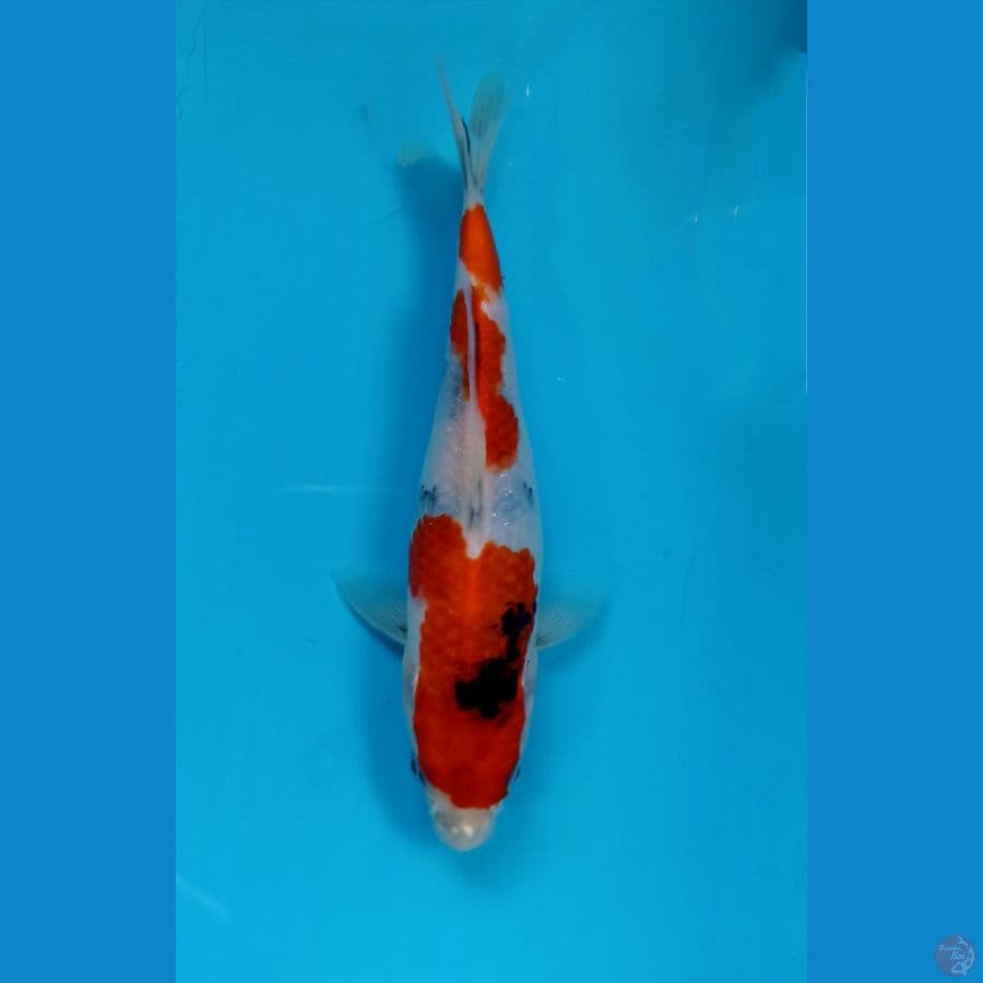 showa 20cm