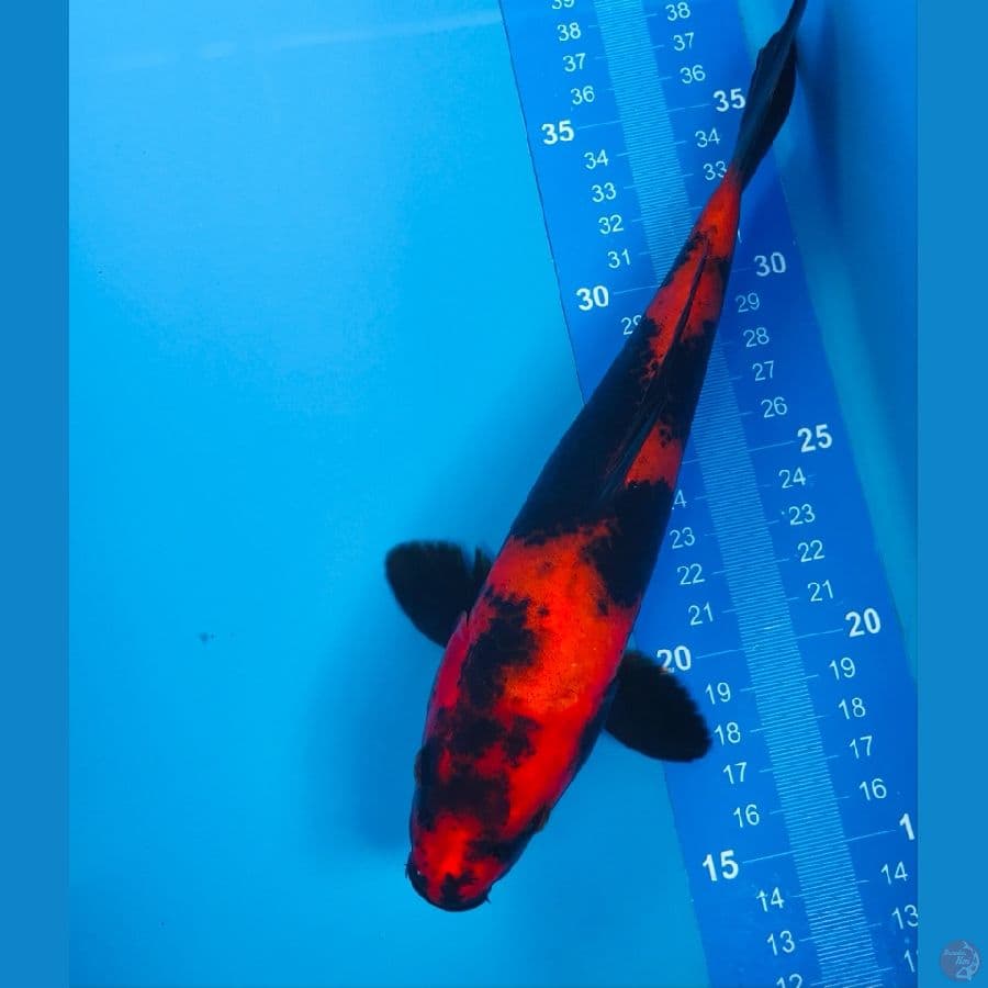 hi utsuri 24cm