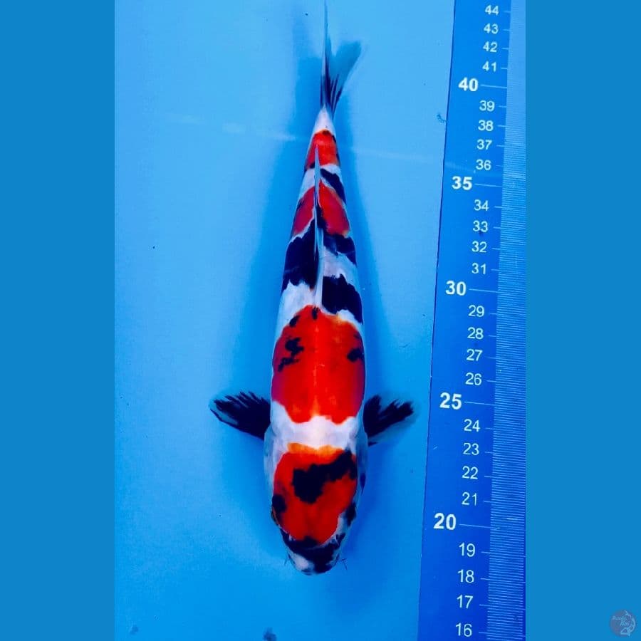 maruten showa doitsu 24cm