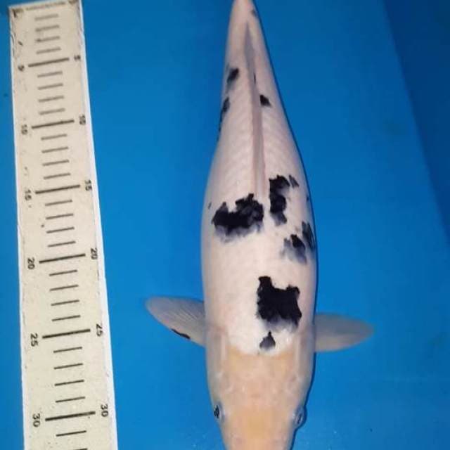 BEKKO 38 CM