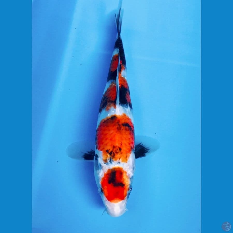 maruten showa 26cm