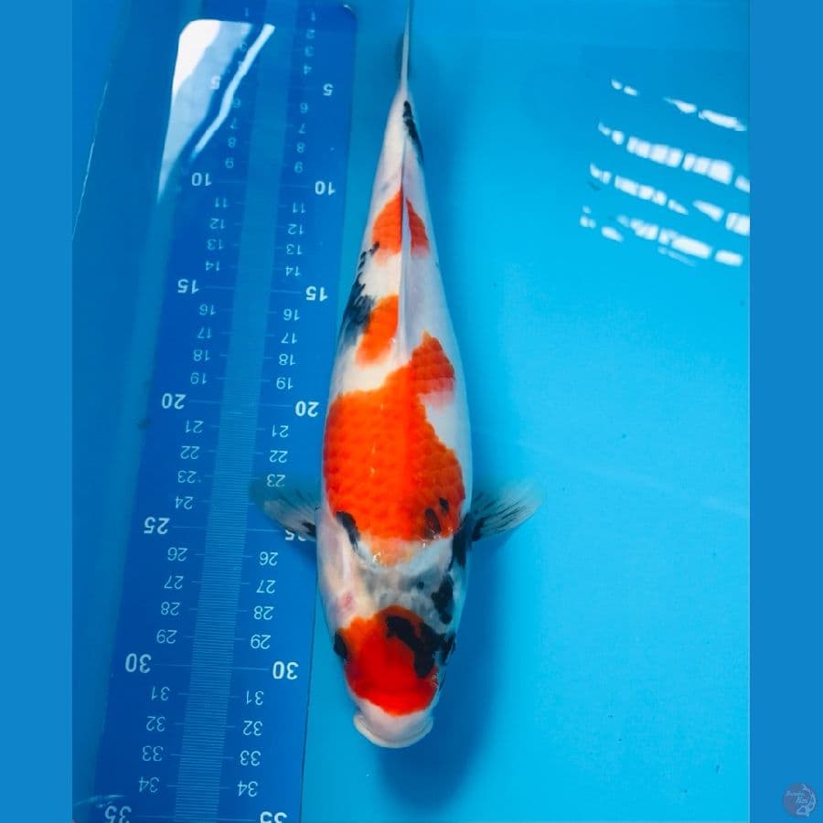 showa 30cm