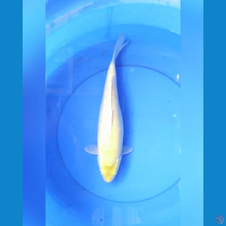 Karashi red eye 36 cm