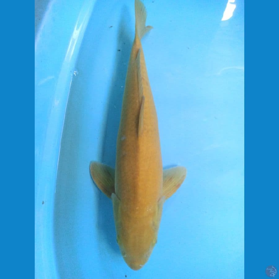 45cm Karashi F1 Marudo