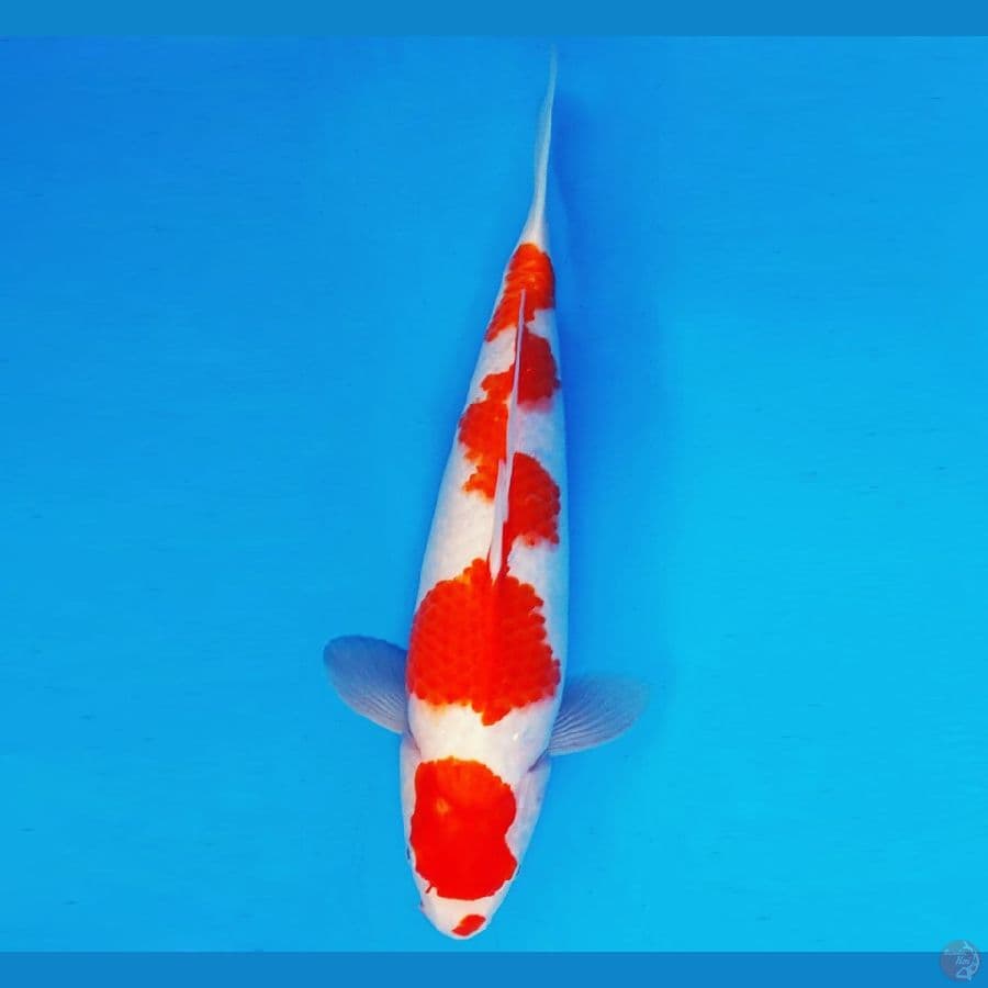 YORI 2 - KOHAKU 38 cm/fm ®