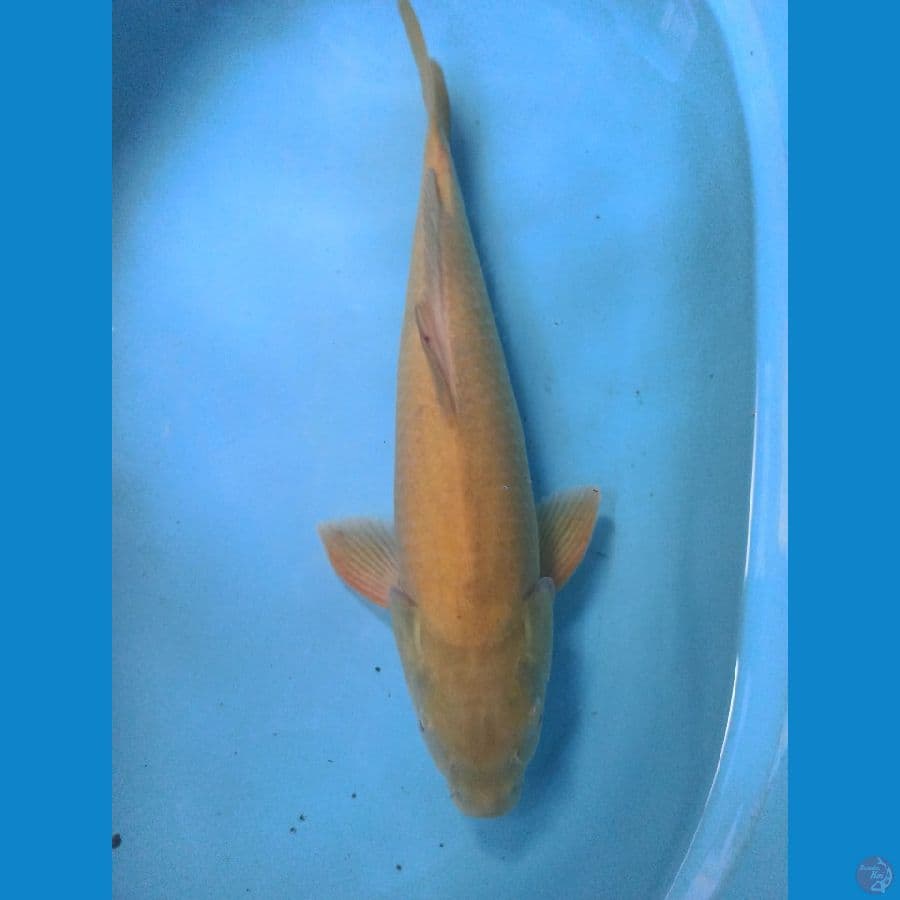 47cm Karashi F1 Marudo