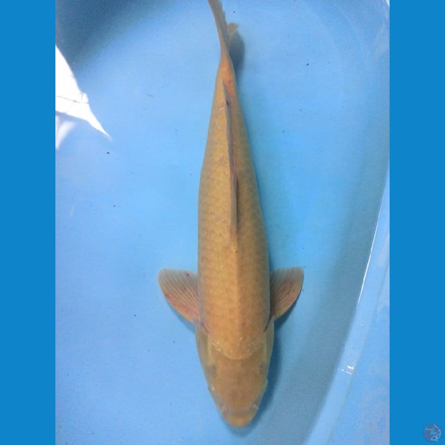 50cm Karashi F1 Marudo
