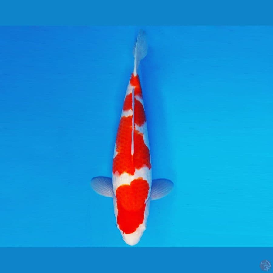 YORI 8 - KOHAKU 38 cm/fm ®