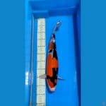 Showa male 46