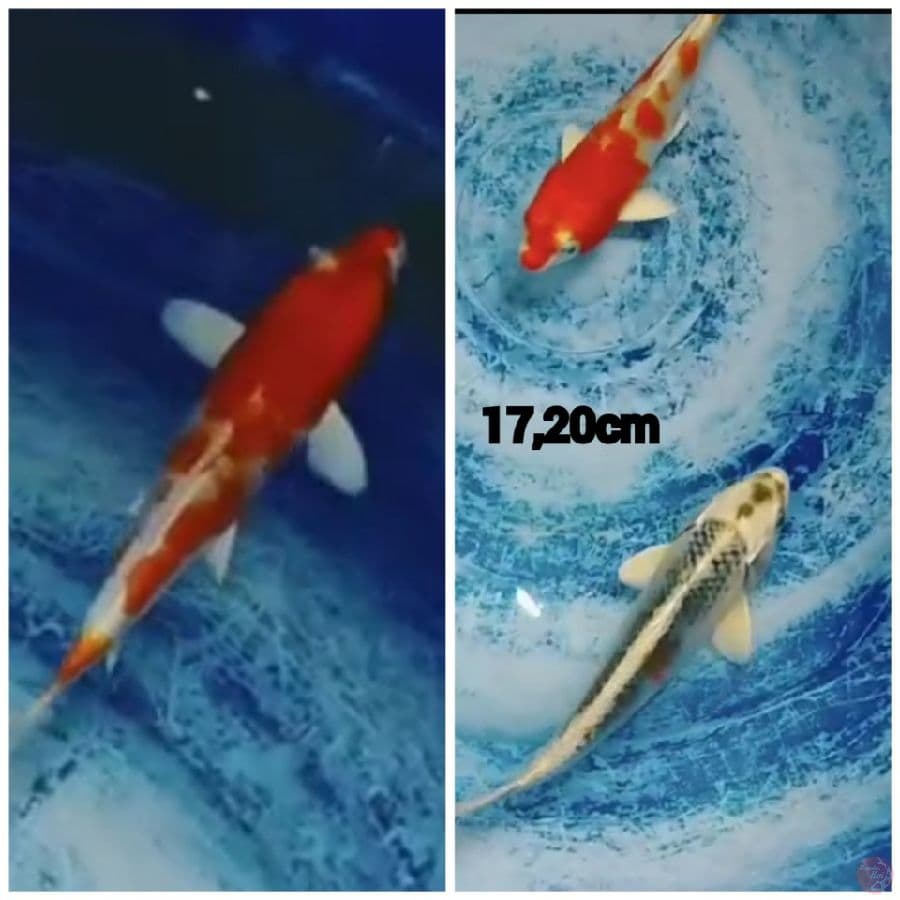 KOHAKU HIKARI, KUJAKUnya 17,20cm