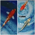 KOHAKU HIKARI, KUJAKUnya 17,20cm