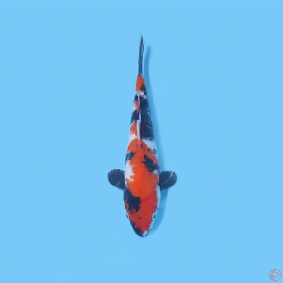 SHOWA 29CM - MALE