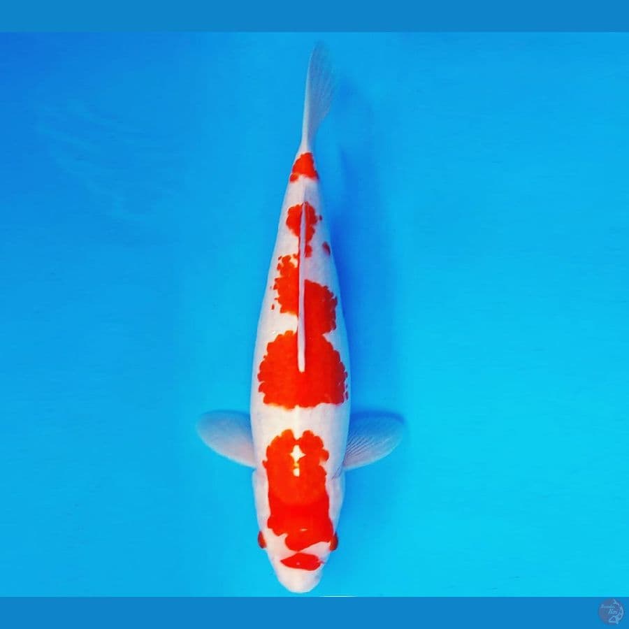 YORI 13 - KOHAKU 35 cm/fm ®