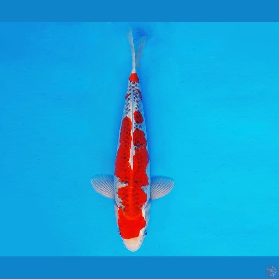 HIRO 1 - GOSHIKI 34 cm/fm ®