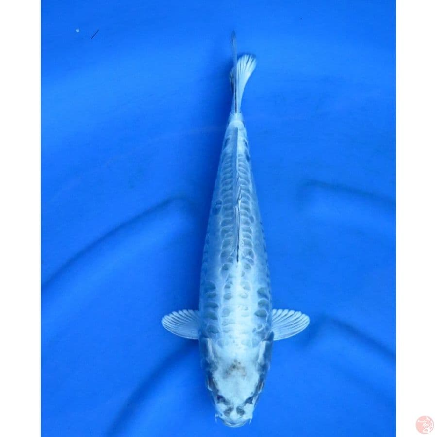 38cm , Male Aragoke Mukasi