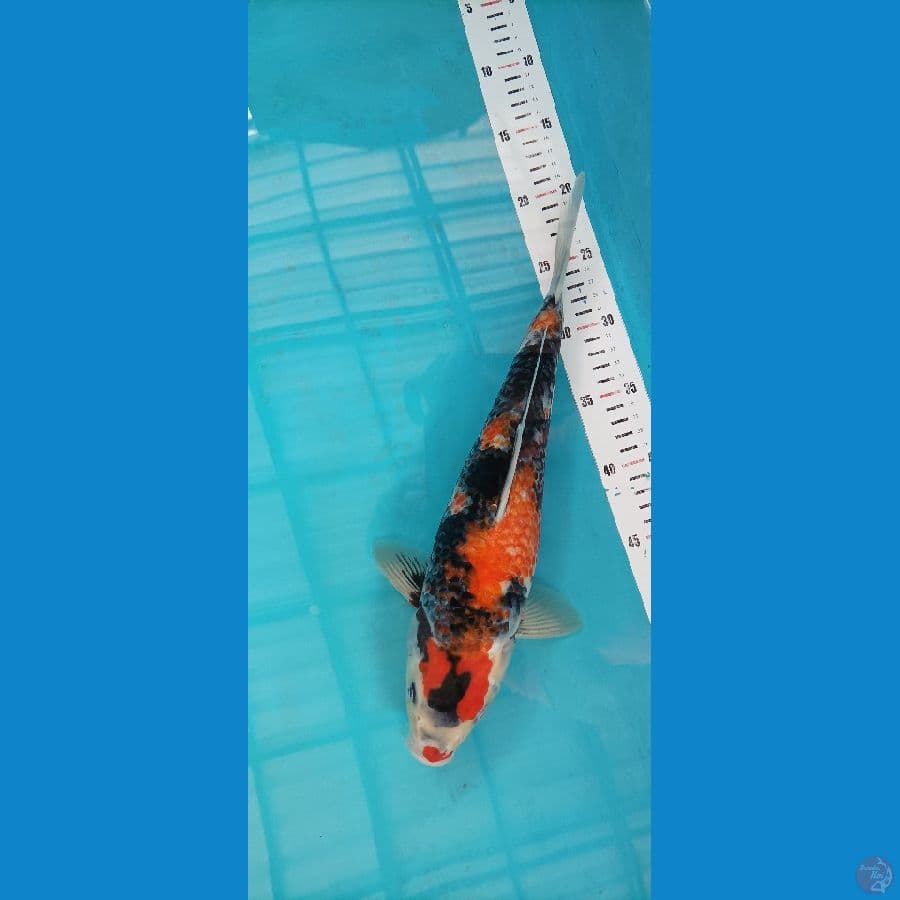 showa 37 cm