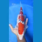 SANKE 32 CM