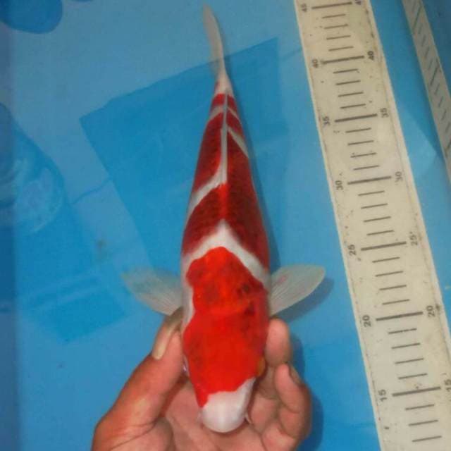 KOROMO ANGGUR
