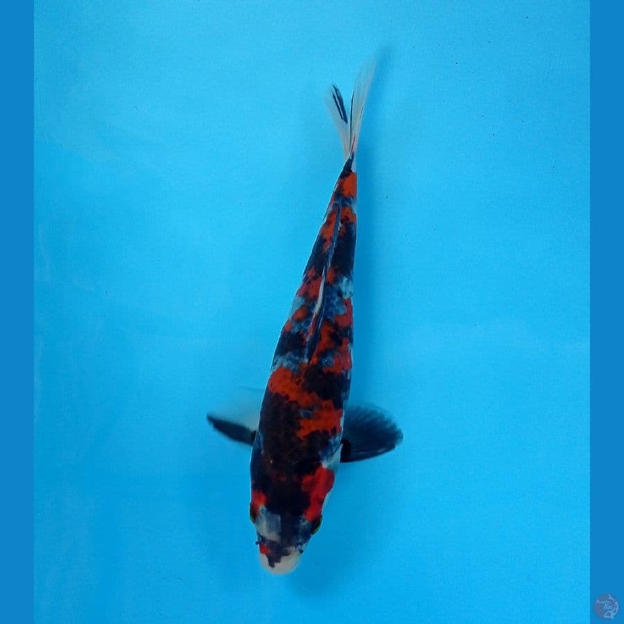 showa 21 cm
