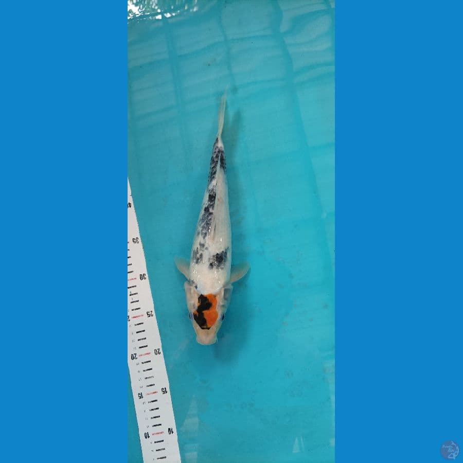tancho showa 32 cm
