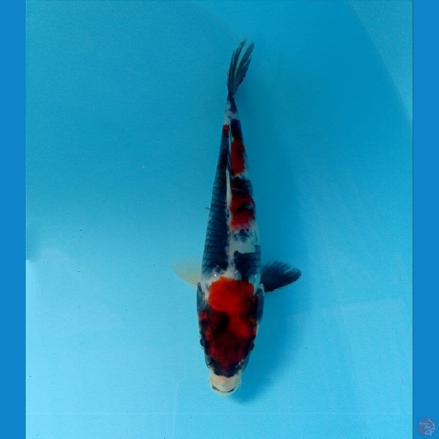 showa 20 cm