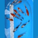 Paket Mix 10ekor size 15-18cm. Showa, Shiro, Kohaku