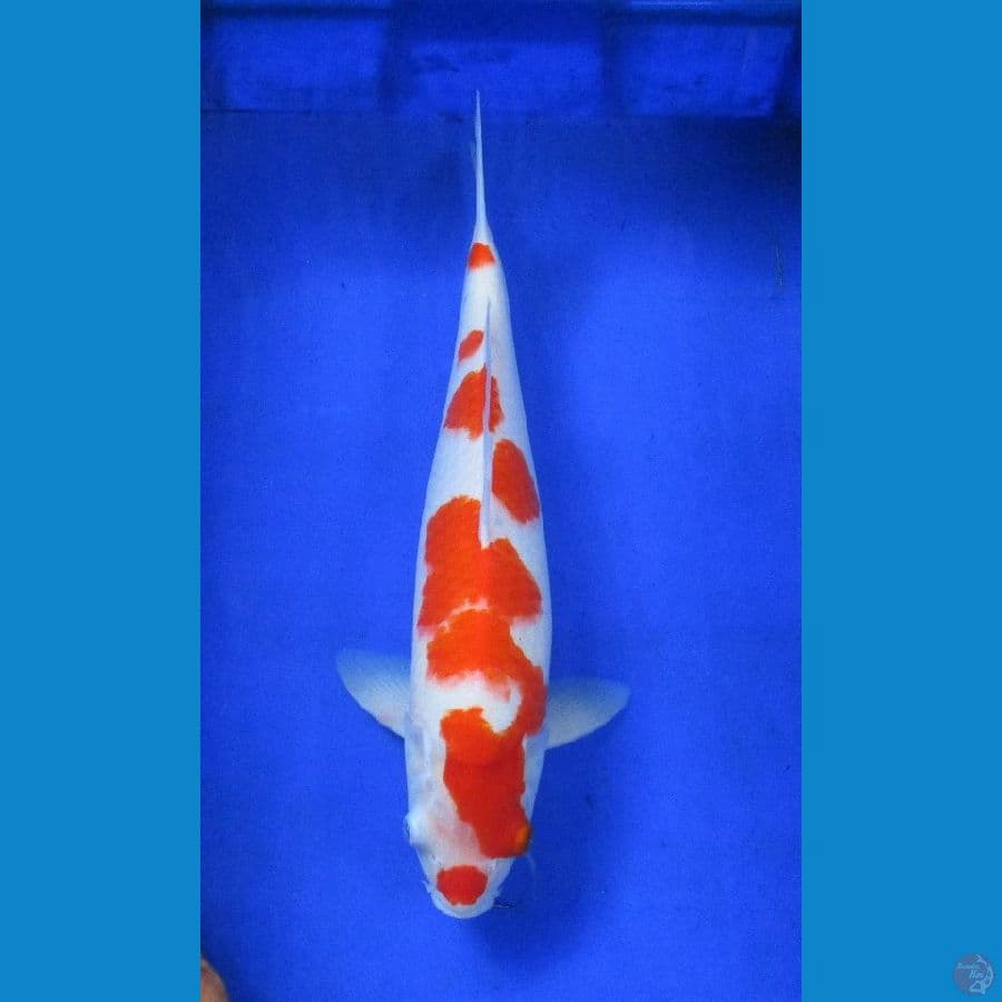 kohaku ±39cm