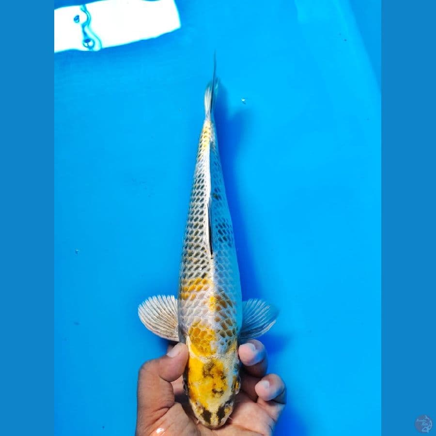 kin showa male 32cm