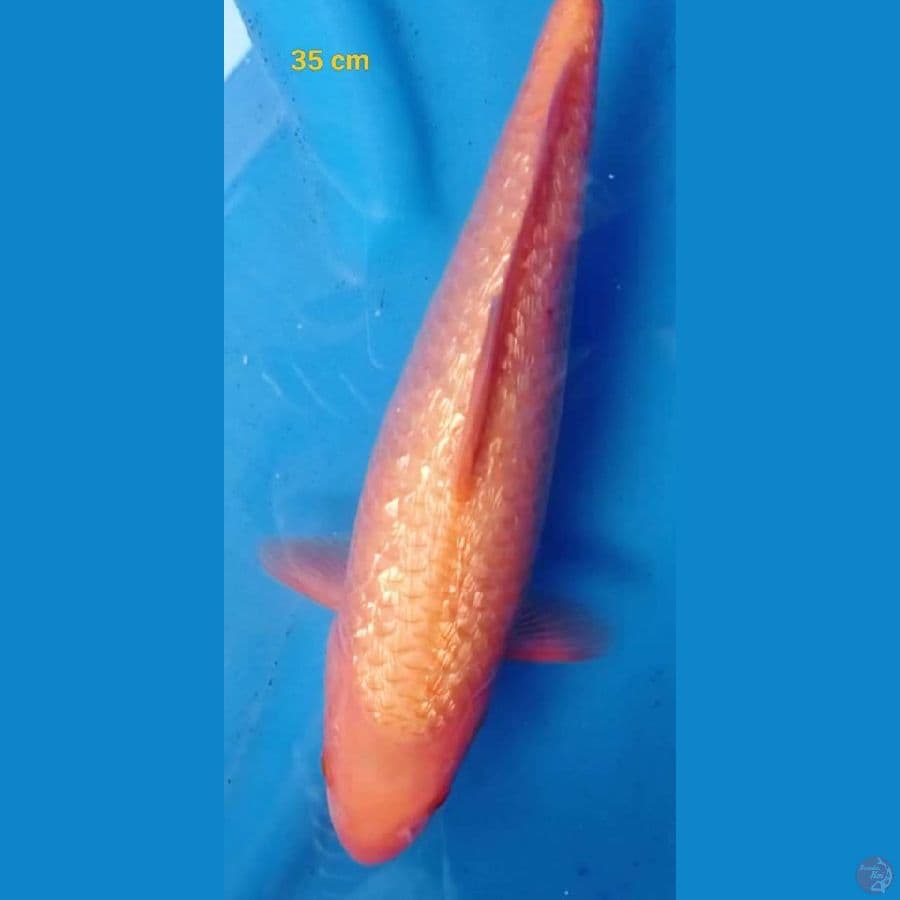 caramel ginrin male 35 cm