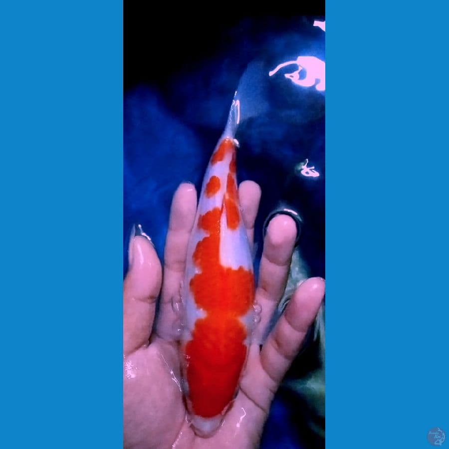 bahan keeping kontes kohaku 20cm 