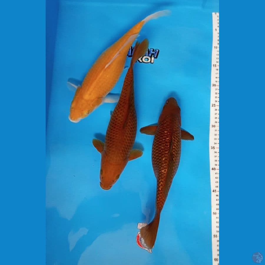 paket 3 ekor 36-38cm