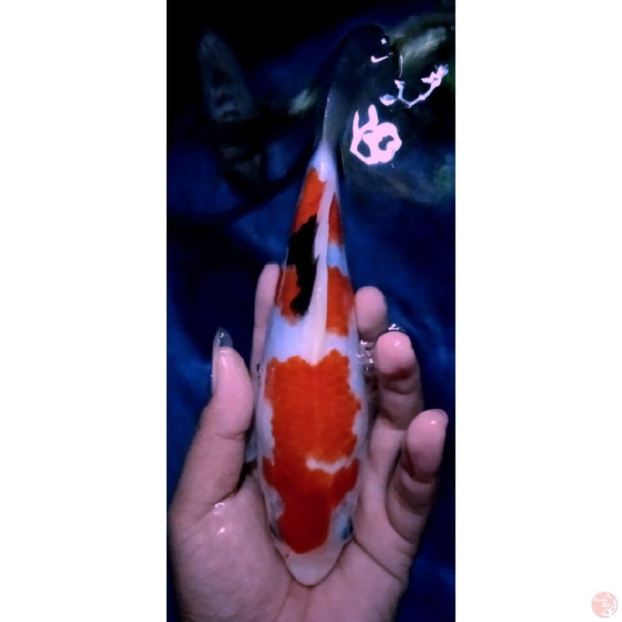 showa tategoi 20cm