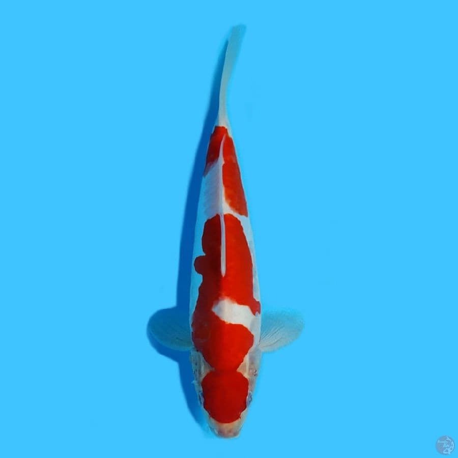 kohaku doitsu 31cm HQ