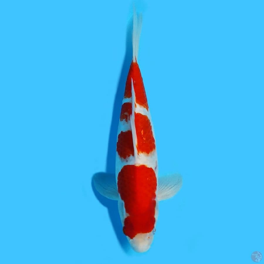 kohaku 32cm HQ strong