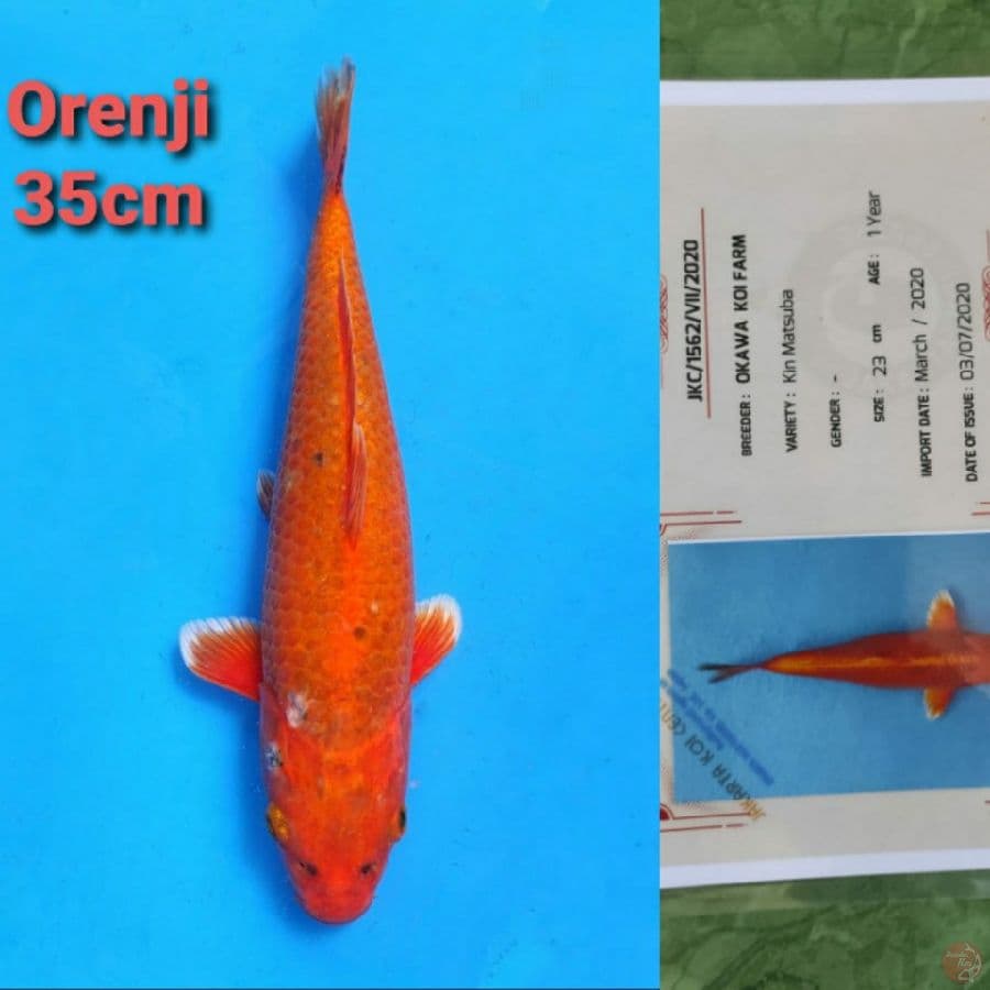 OKAWA ORENJI 35cm