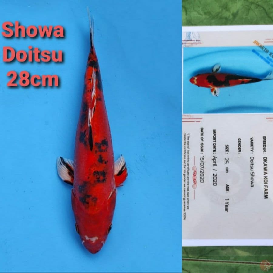 OKAWA SHOWA DOITSU 28cm