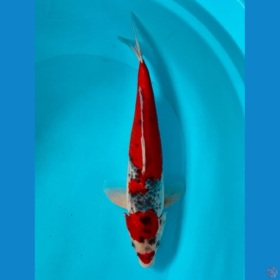 GOSIKI RACING 38CM / MALE