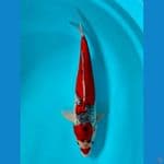 GOSIKI RACING 38CM / MALE