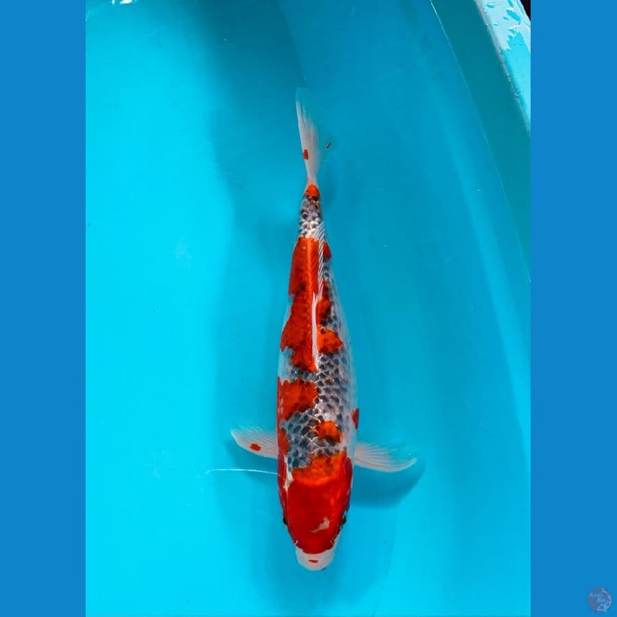GOSIKI RACING 36CM / FEMALE