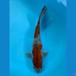 OCHIBA GINRIN 40CM / FEMALE