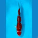 MARUTEN GOSIKI 36CM / MALE (cutcer)