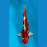 MARUTEN GOSHIKI 34CM / FEMALE