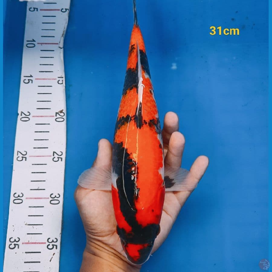 showa 31 cm