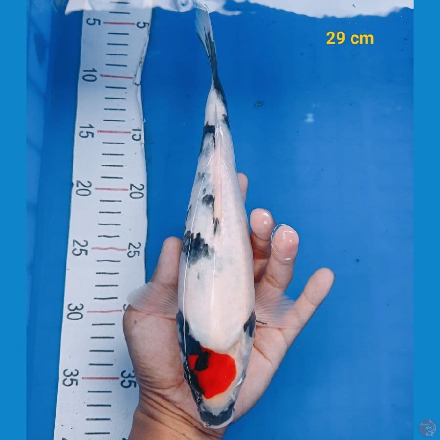 Tancho Showa 29 cm